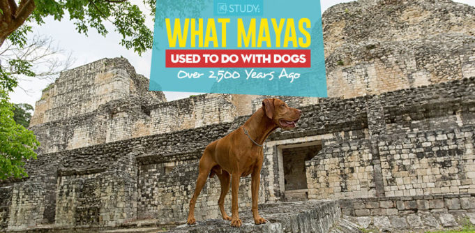 New Study - We Now Know What Mayas Used to Do With Dogs Over 2,500 Years Ago