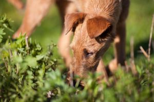 Now we know why dogs like to eat feces