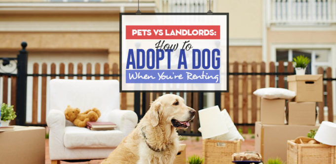 Pets vs Landlords - How to Adopt a Dog When You’re Renting