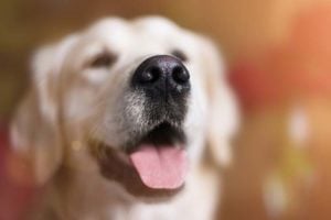 Photo of dog nose in focus