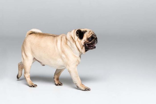 Researchers Warn Pug Owners About a Serious Health Issue