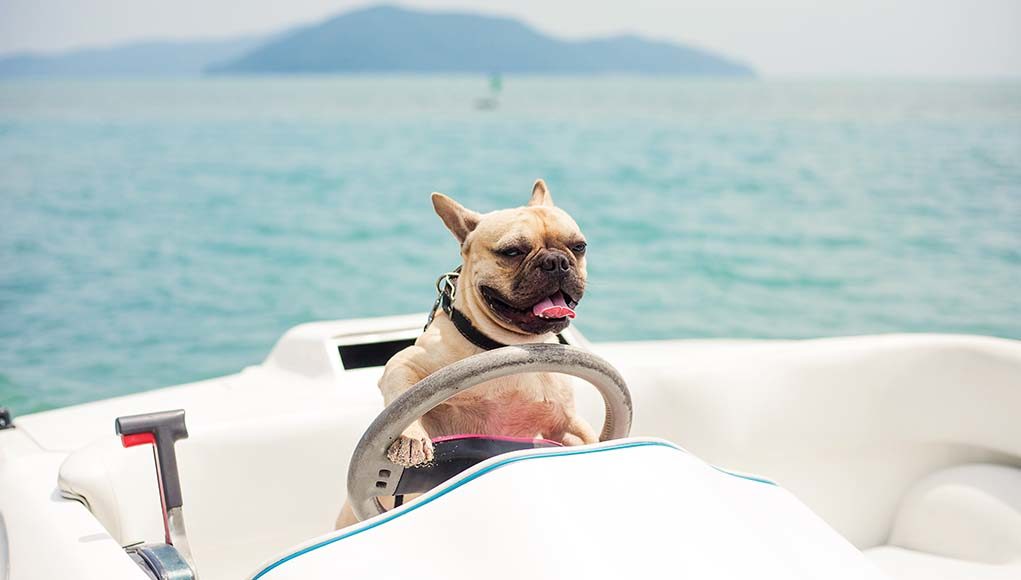 Safety Tips for Going Boating With Your Dog