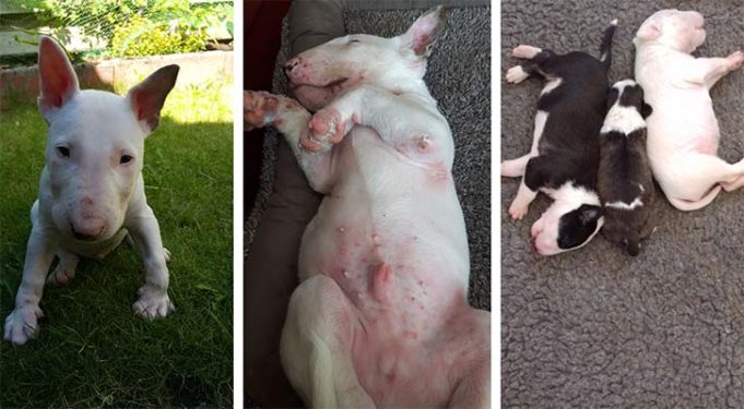 Scientists Discovered the Cause of Deadly Skin Condition in Bull Terriers