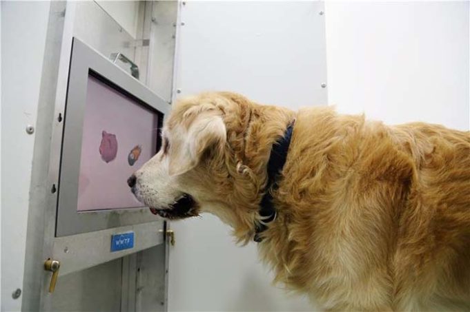 Scientists Made a Device to Reverse Cognitive Decline in Senior Dogs