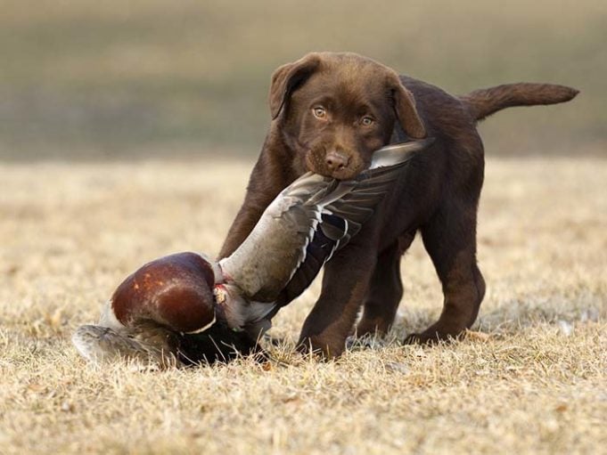 Scientists Reveal Hunting Dogs May Be Agents Of A Life-Threatening Disease