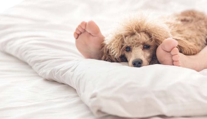 Scientists Say You Can Continue Sharing Bed With Your Dog