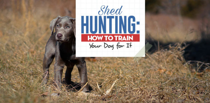 Shed Hunting Dog Training Guide