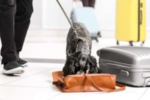 Sniffer dog looking for drugs in airport