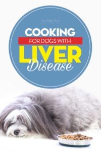 The Guide on How to Feed Dogs With Liver Disease