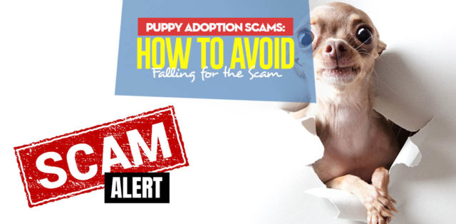 Tips on How Not to Get Scammed Adopting a Puppy