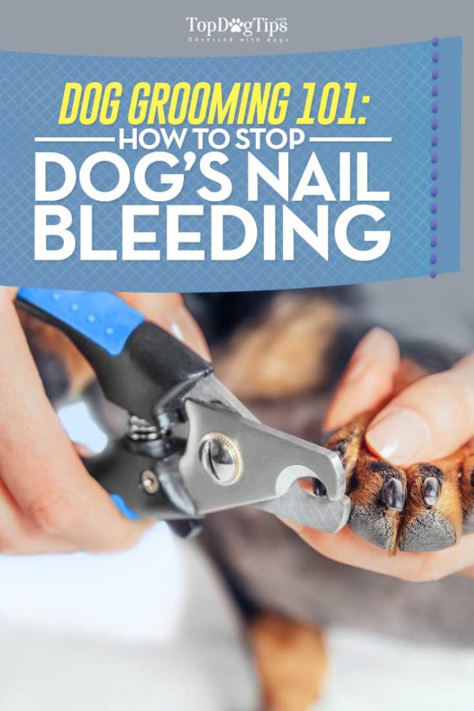 Tips on How To Stop Dog Nail Bleeding Video