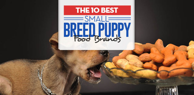 Top 10 Best Small Breed Puppy Foods