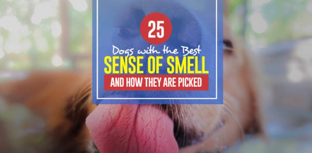 Top 25 Dogs With the Best Sense of Smell