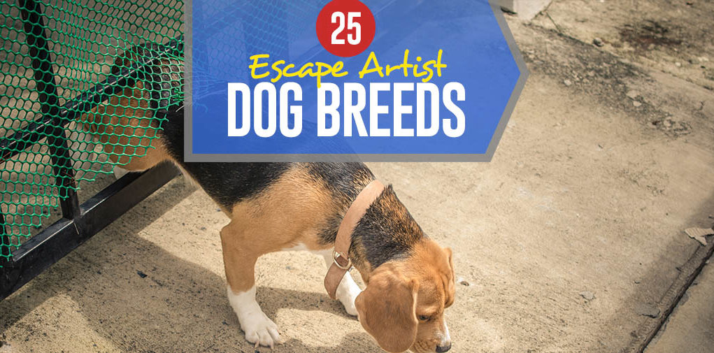 Top 25 Escape Artist Dog Breeds