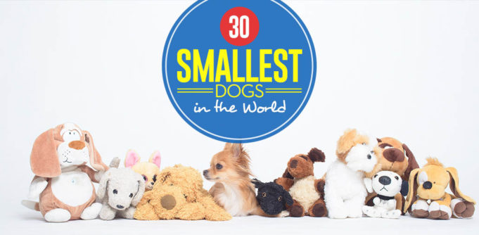 Top 30 Smallest Dog Breeds