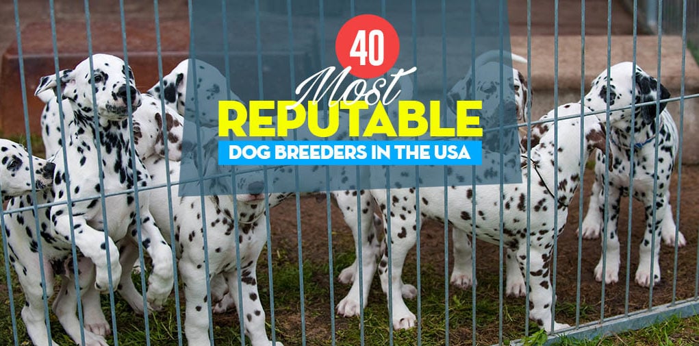 Top 40 Reputable Dog Breeders in USA