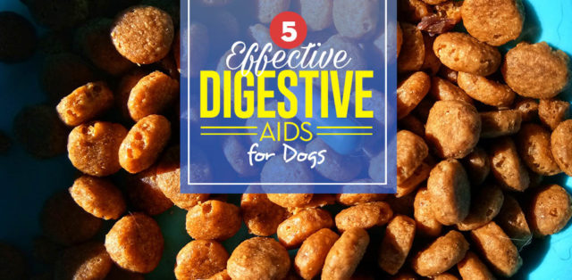 Top 5 Best Digestive Aids for Dogs