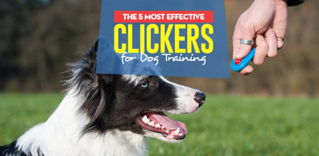 Top 5 Best Dog Clicker for Training