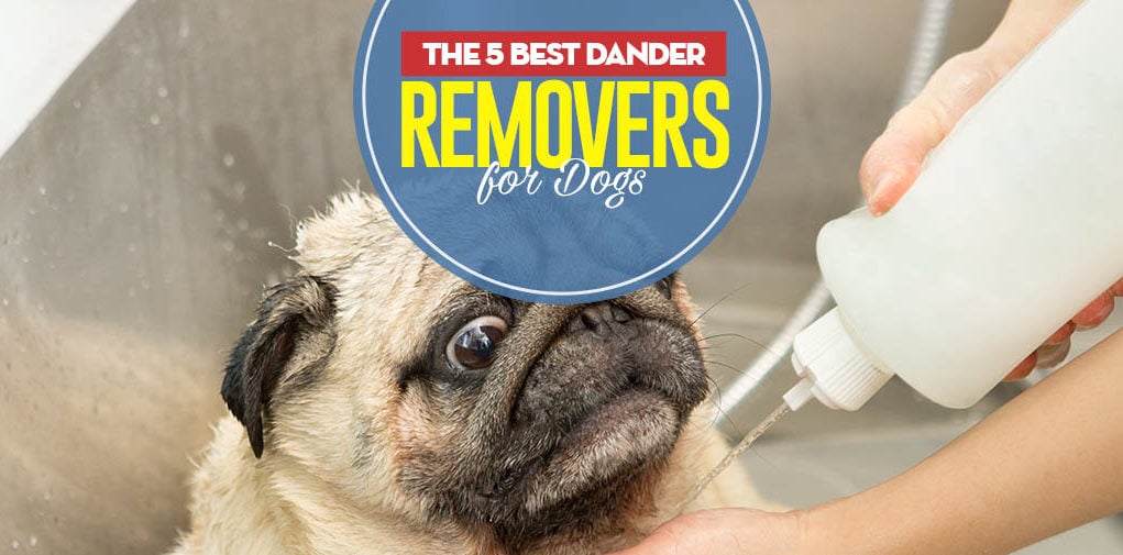 Top 5 Best Dog Dander Treatments