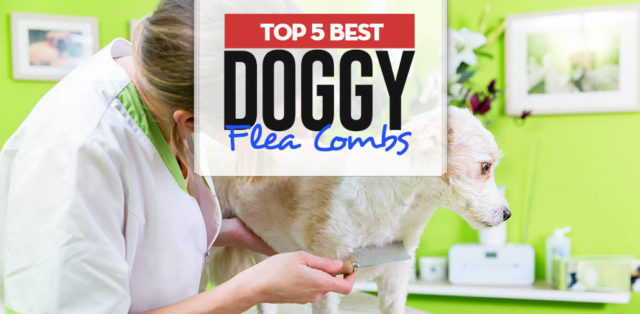 Top 5 Best Dog Flea Combs for Every Coat Type