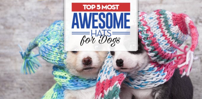 Top 5 Best Dog Hats for Every Occasion