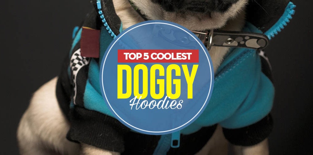 Top 5 Best Dog Hoodie Brands