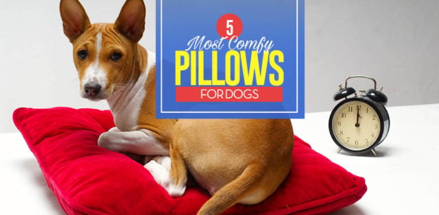 Top 5 Best Dog Pillows and Pillow Beds