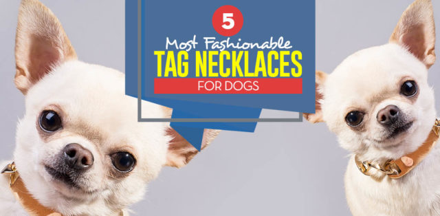 Top 5 Best Dog Tag Necklace and Fashion Dog Collars