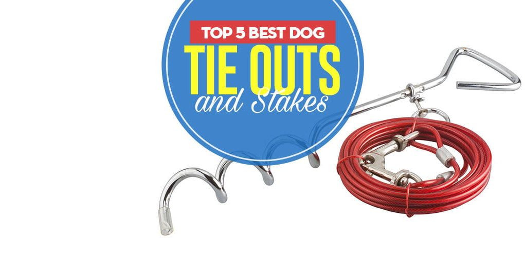 Top 5 Best Dog Tie Out and Stake Choices