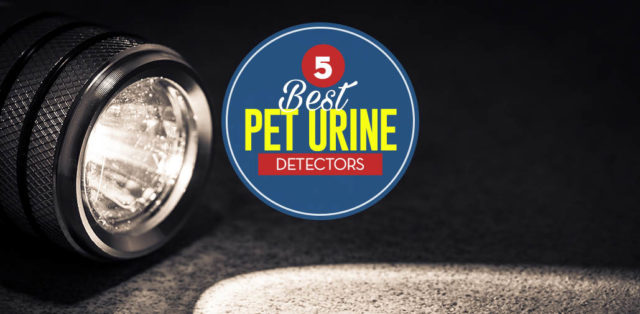 Top 5 Best Dog Urine Detector