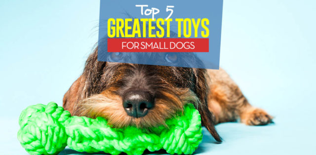 Top 5 Best Toys for Small Dogs