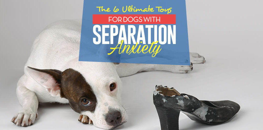 Top 6 Best Toys for Dogs With Separation Anxiety