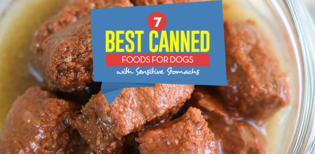 Top 7 Best Canned Dog Food for Sensitive Stomach