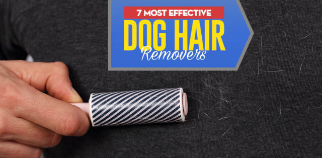 Top 7 Best Dog Hair Remover Tool