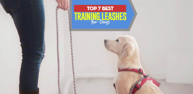 Top 7 Best Dog Training Leash for Puppies and Adult Dogs