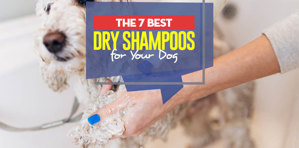 Top 7 Best Dry Dog Shampoo and Deodorizing Spray