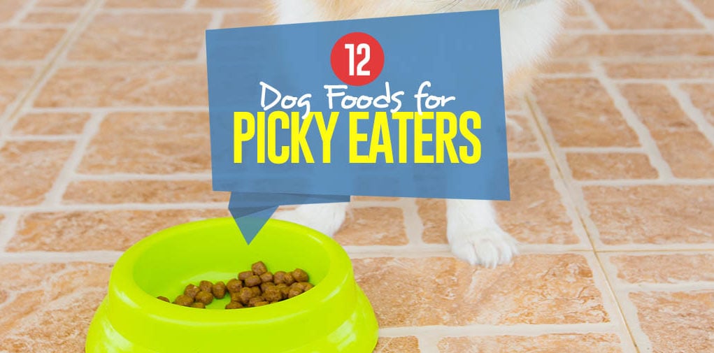 Top Best Dog Food for Picky Eaters