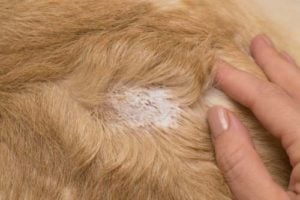 Topical itch relief for dogs solution