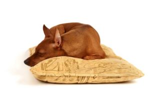 What Are the Best Dog Pillows and Dog Pillow Bed