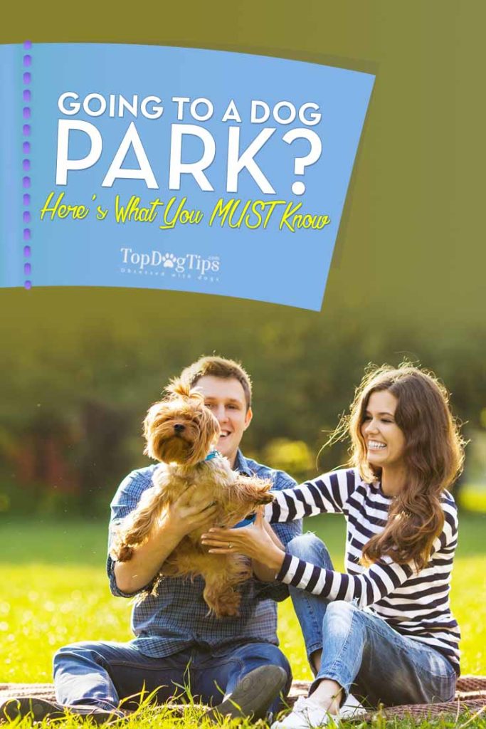 What to Know if Going To a Dog Park for the First Time