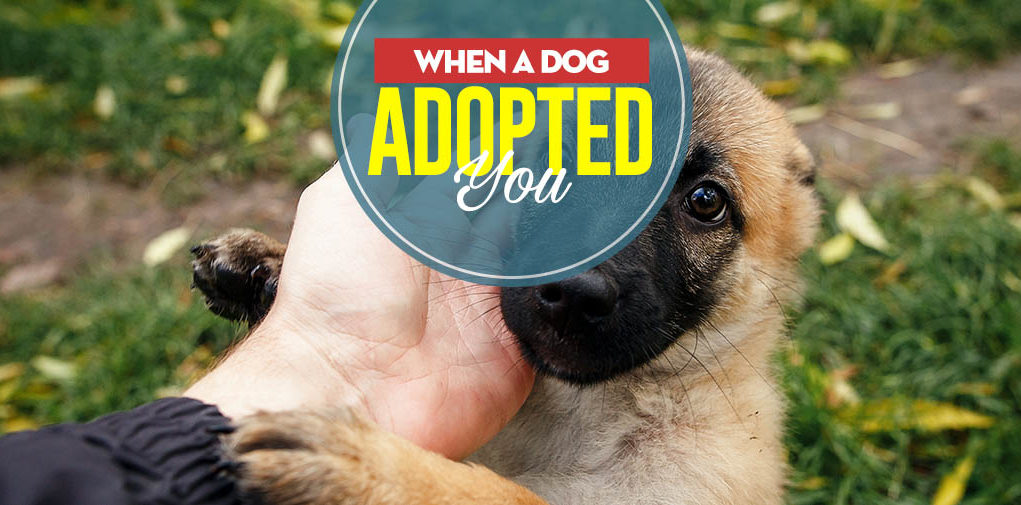 When a Dog Adopted YOU - What to Do