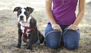 The best dog training leash