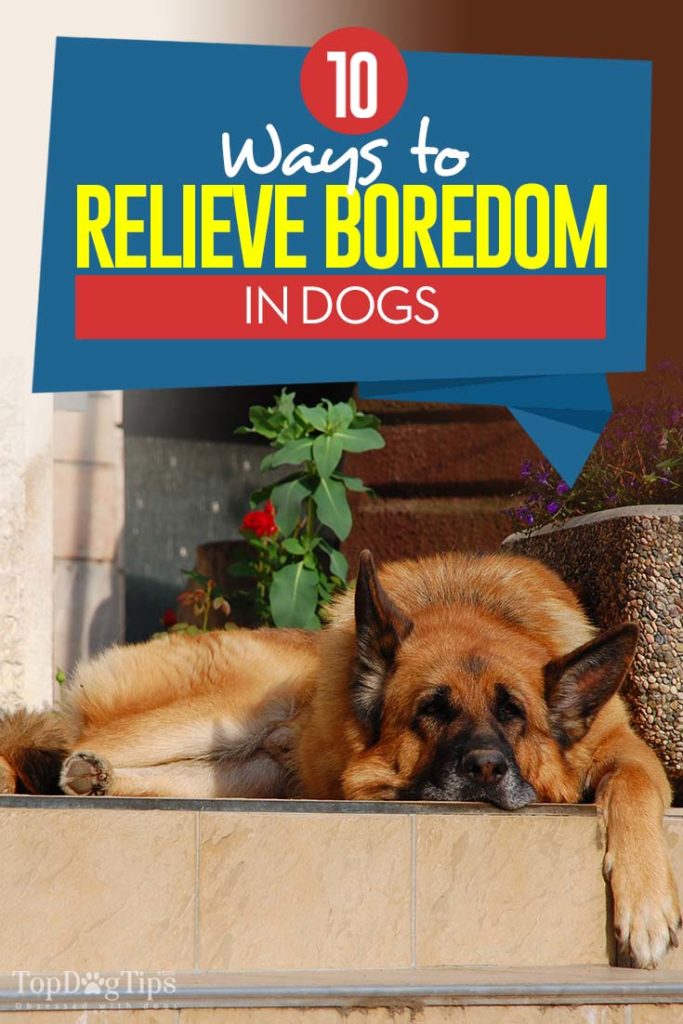 10 Best Ways to Relieve Boredom in Dogs