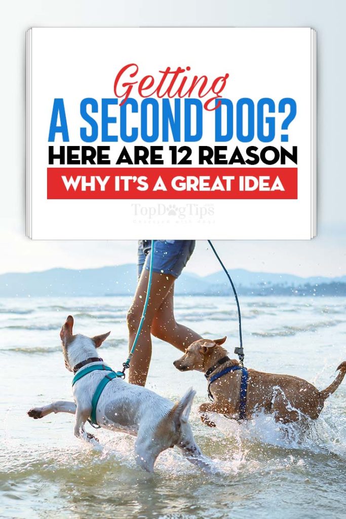 12 Reasons Why Getting a Second Dog Is a Good Idea