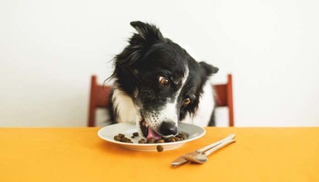 15 Dog Nutrition Tips That Are Actually Science-Based