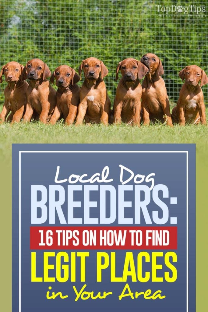 16 Best Tips on Finding and Pick Local Dog Breeders