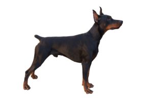 25 Escape Artist Dog Breeds