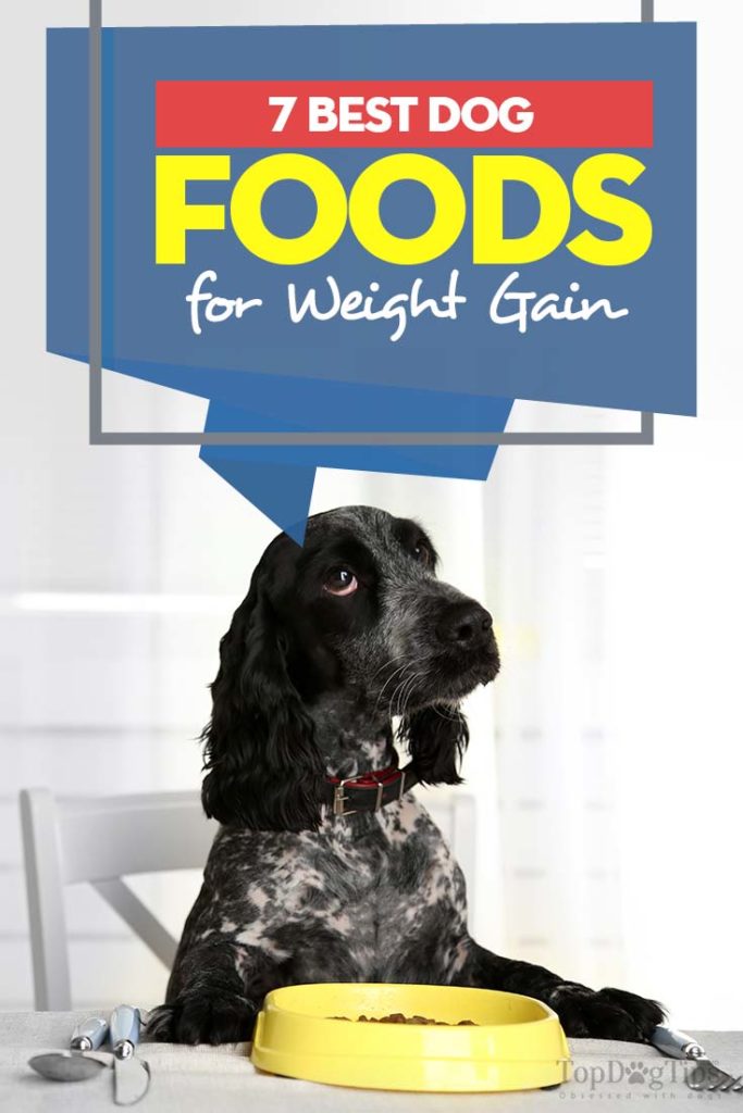 7 Top Rated Dog Foods for Weight Gain