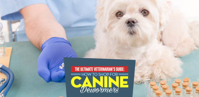 A Vet’s Guide to Dewormer for Dogs - The How, What, Why and When