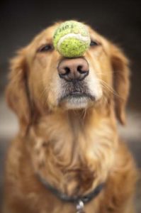 A dog and his ball